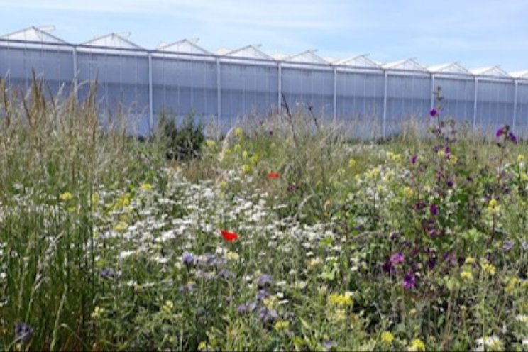 Biodiversiteit rond kas: meer natuurlijke vijanden