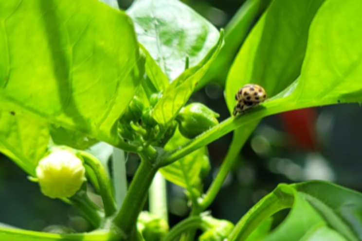 'Gamechanger voor aanpak bladluis in paprika'