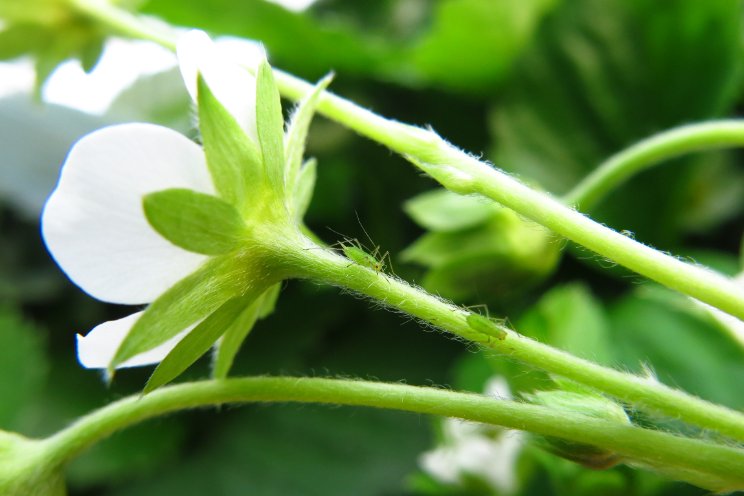 Bladluis in aardbei biologisch aangepakt