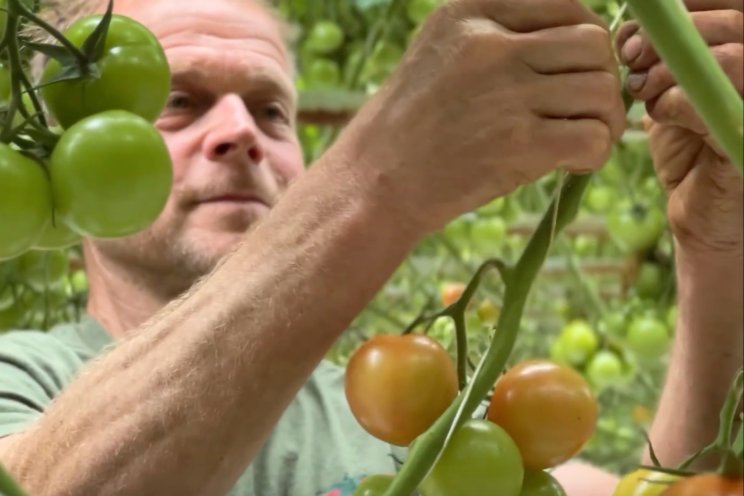 Duurzame tomaten met volledig afbreekbaar touw