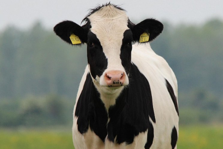 Broeikasgasbelasting voor boeren in Denemarken