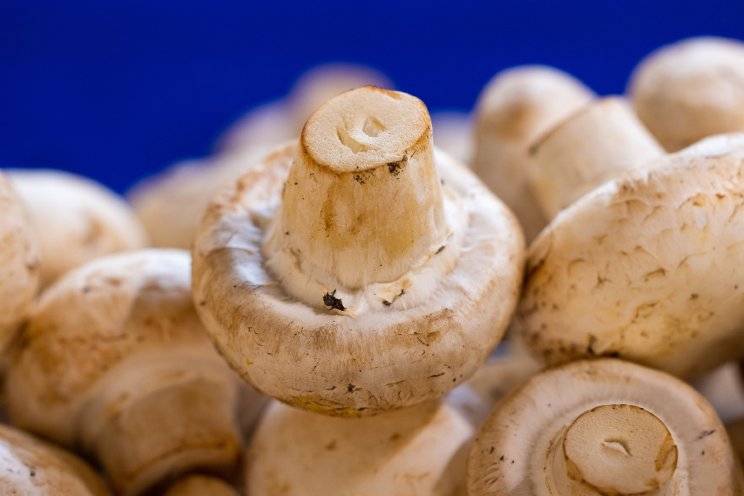 Champignonteelt kan ook met minder veenverbruik