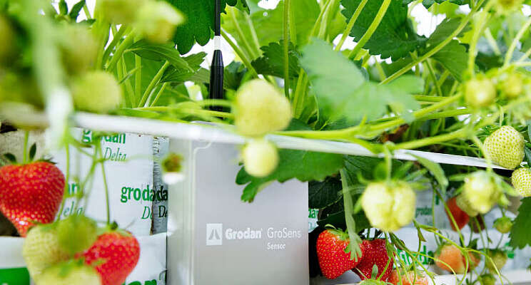 'Groot potentieel steenwol in aardbeienteelt'