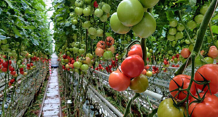 Teelttechnische verbeterpunten in tomatenteelt onder LED