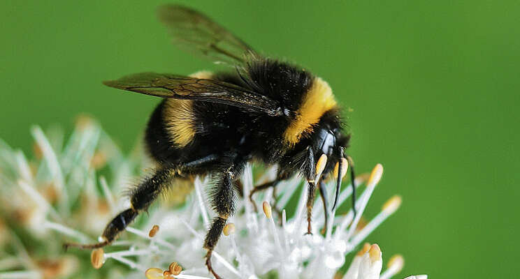 Hommel helpt bij besparing warmte tomaat onder LED