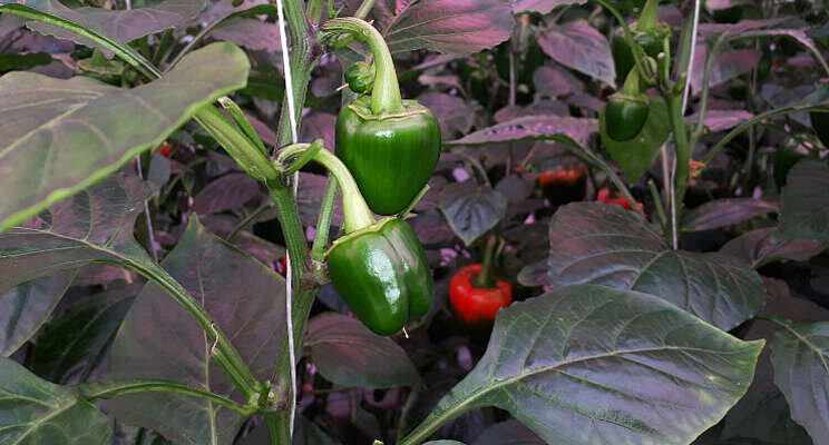 Update belichtingsproef paprika bij Delphy