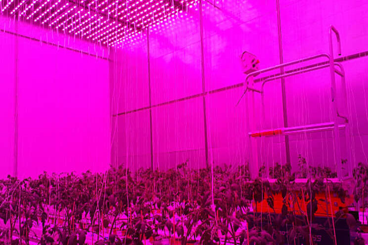 Fieldlab Vertical Farming bij Delphy in gebruik genomen