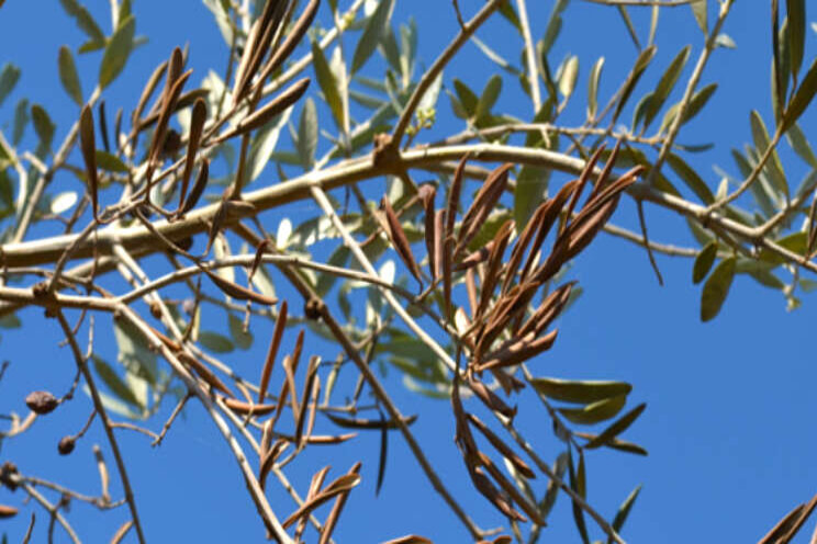 Tijdelijk EU-invoerverbod voor Xylella fastidiosa