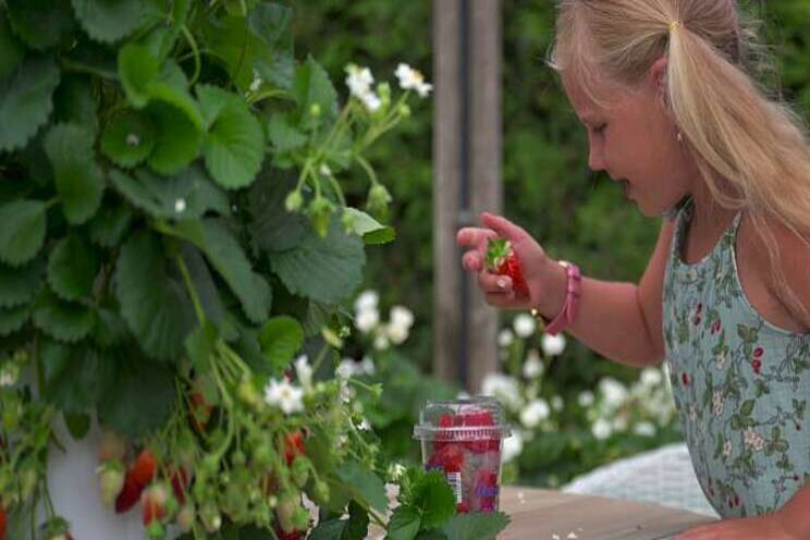 De groei zit er goed in: aardbeiplanten uit zaad