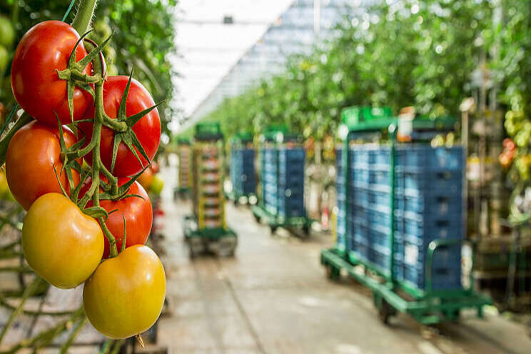 Tweetal tomatenbedrijven verlost van ToBRFV