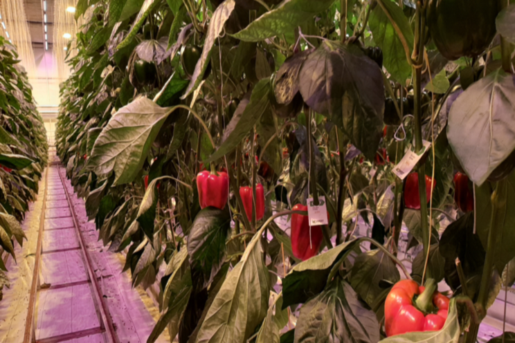 Belichte paprika strekt iets meer dan vorige winter